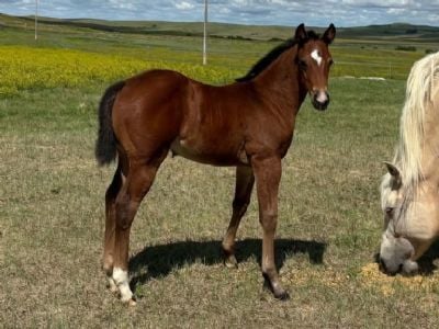 Whiskey Up Poison JW<BR>AQHA 6494223